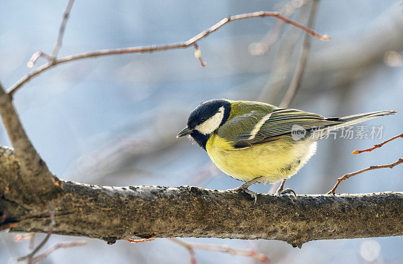 大山雀(Parus major)